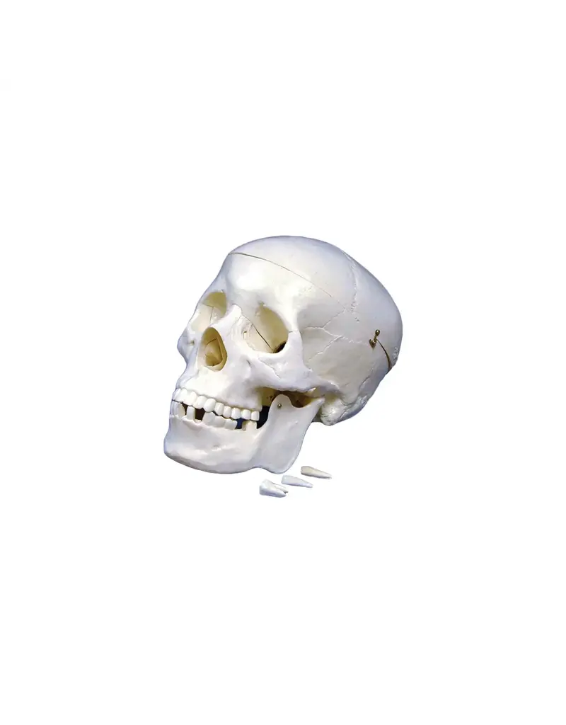 Human Skeletons & Skulls