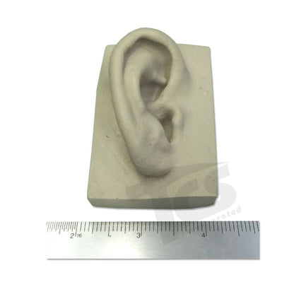 Oreja de resina #1 (joven)