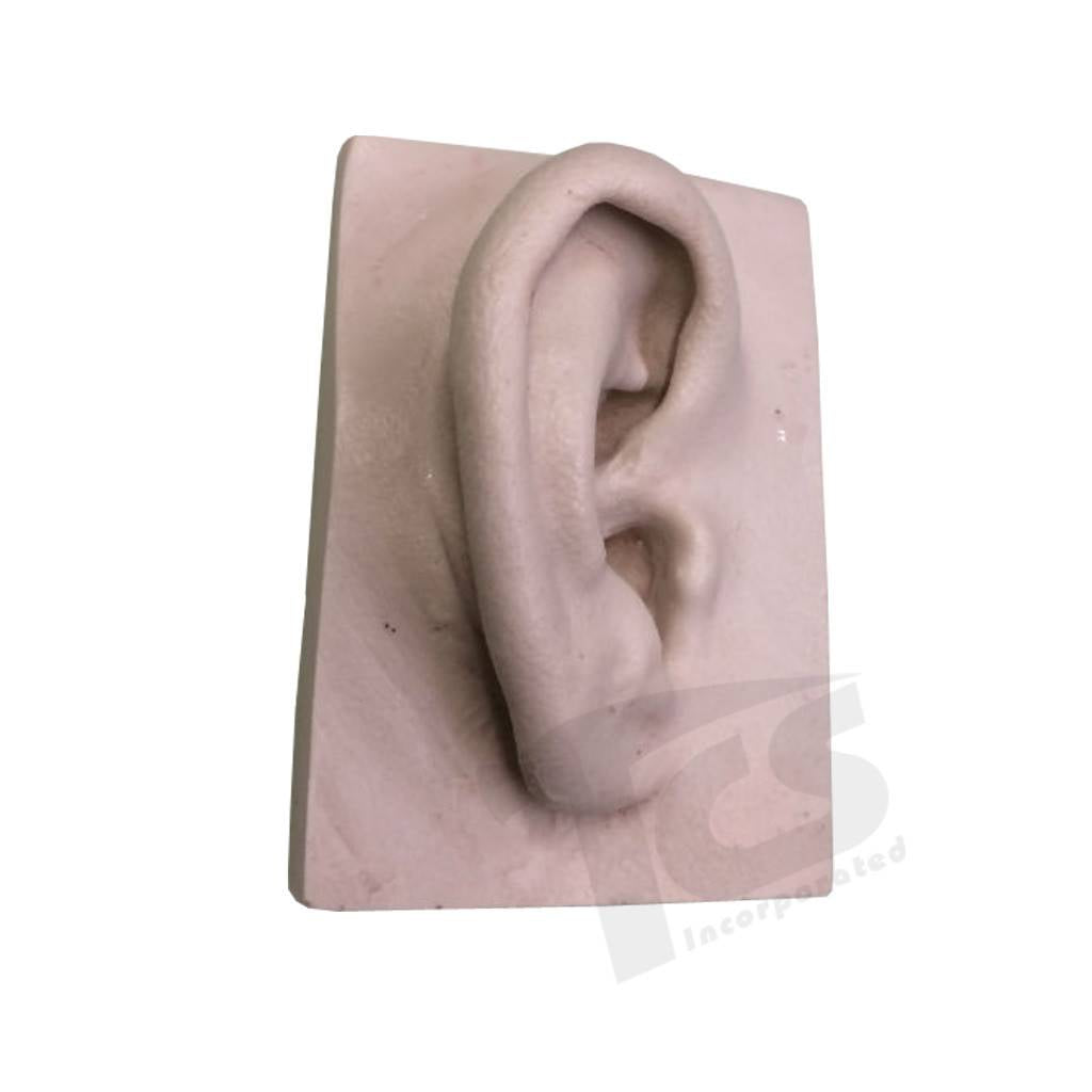 Resin Ear #1 (Young)