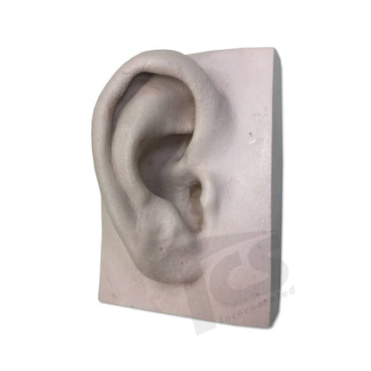 Resin Ear #1 (Young)