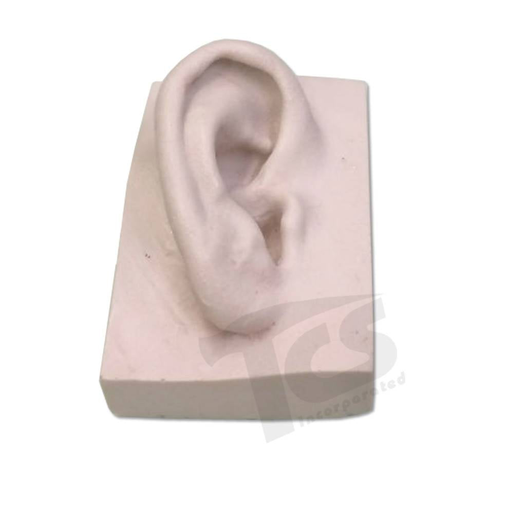 Oreja de resina #1 (joven)