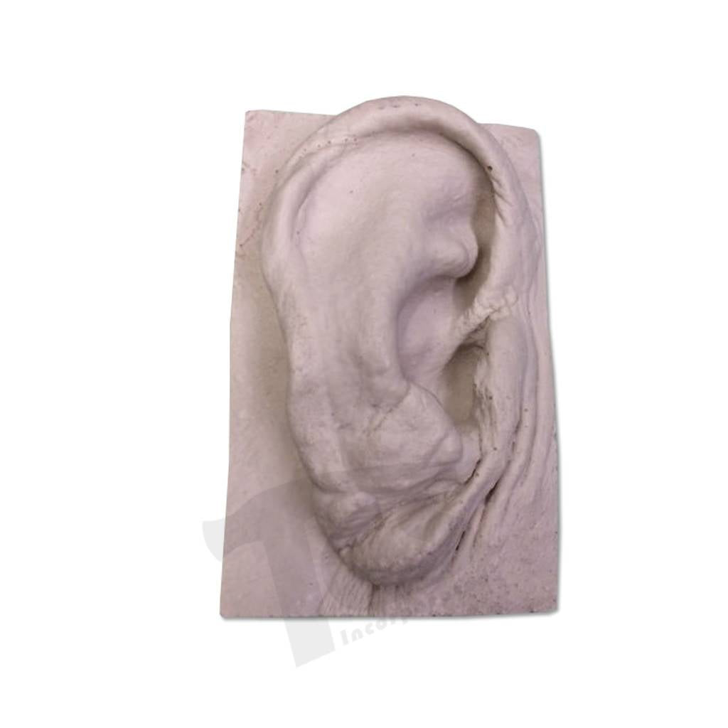 Resin Ear #2 (Elderly) - The Compleat Sculptor – The Compleat Sculptor, Inc