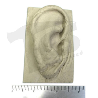 Resin Ear #2 (Elderly)