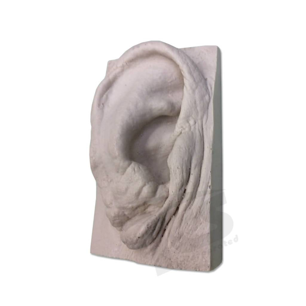 Resin Ear #2 (Elderly)