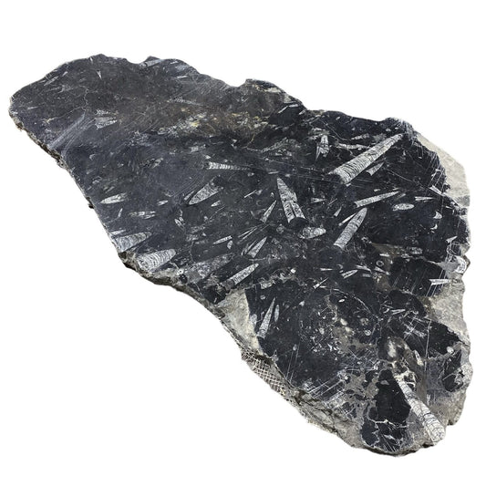 Piedra fósil de 30 libras 19x31" #381017