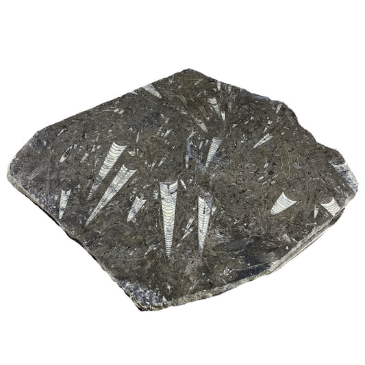 Piedra fósil de 22 libras 17x18" #381018
