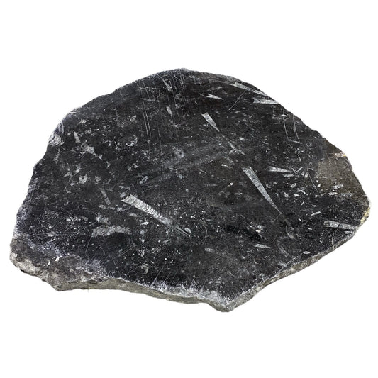 13lb Fossil Stone 14x16" #381020