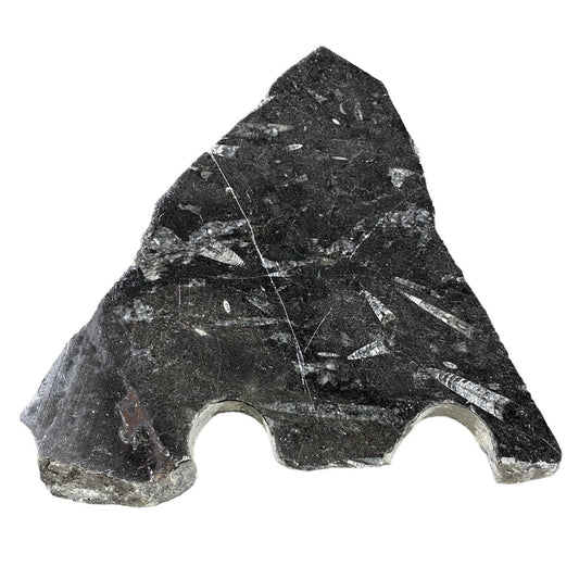 Piedra fósil de 4 libras 7x10" #381022