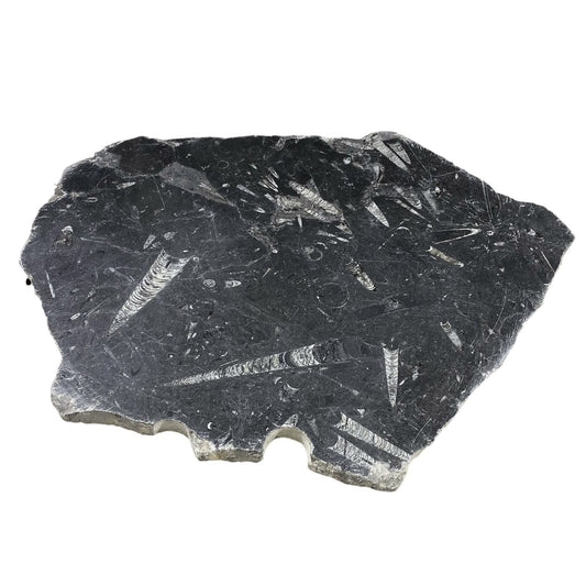 17lb Fossil Stone 14x18 #381023