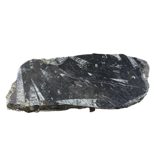 Piedra fósil de 9 libras 9x16 #381024