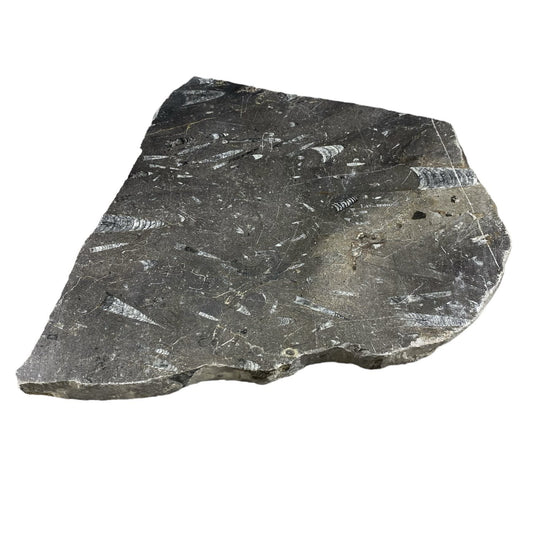 Piedra fósil de 8 libras 10x11 #381025