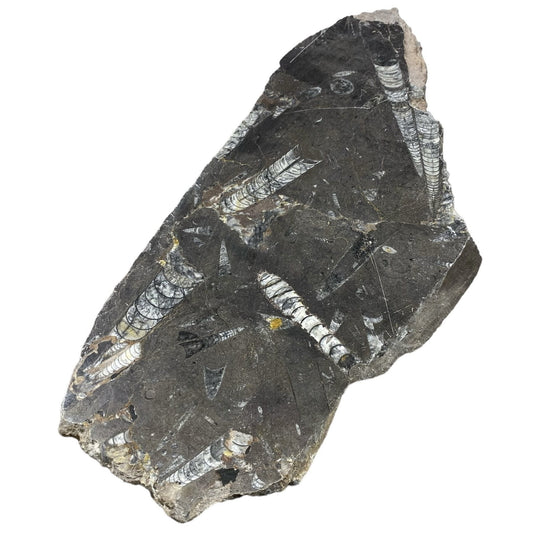 7lb Fossil Stone 7x17 #381027