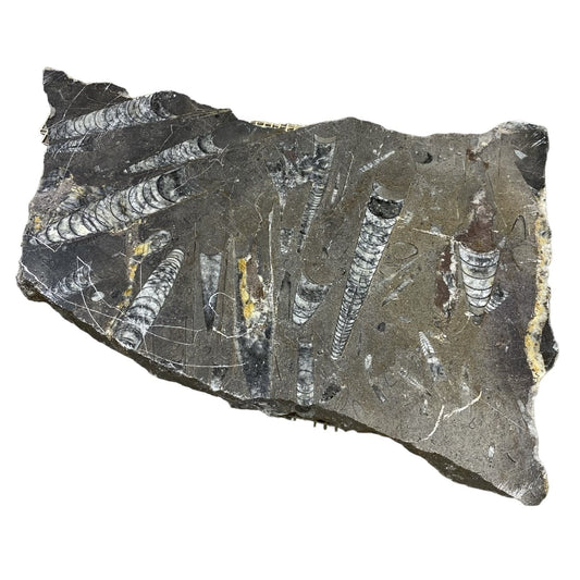Piedra fósil de 6 libras 7x11 #381028