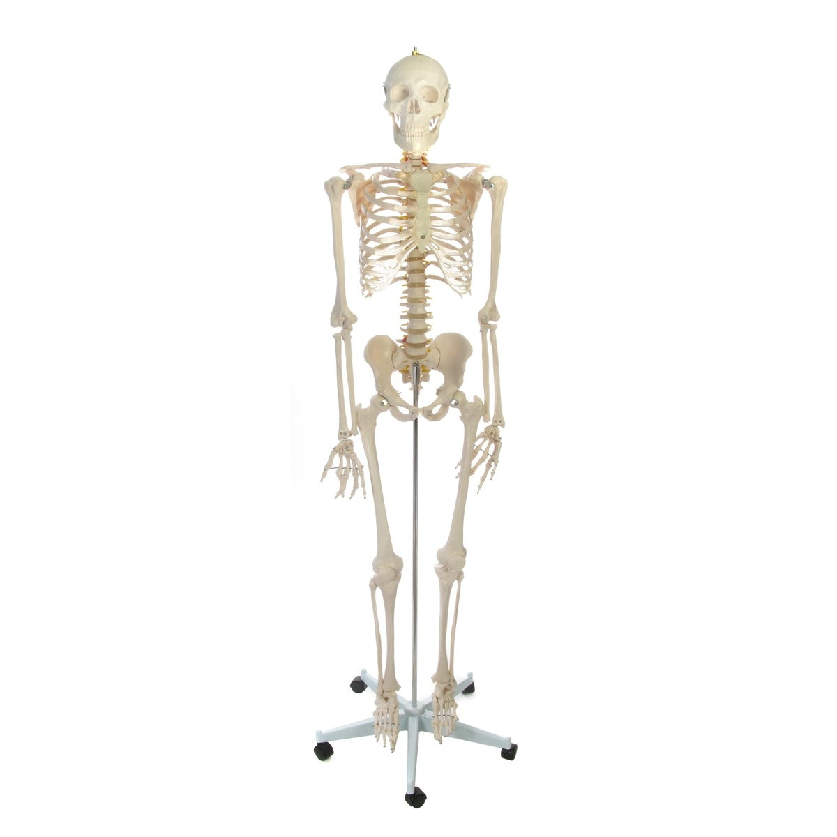 Human Skeleton Life-size Plastic 66in - The Compleat Sculptor