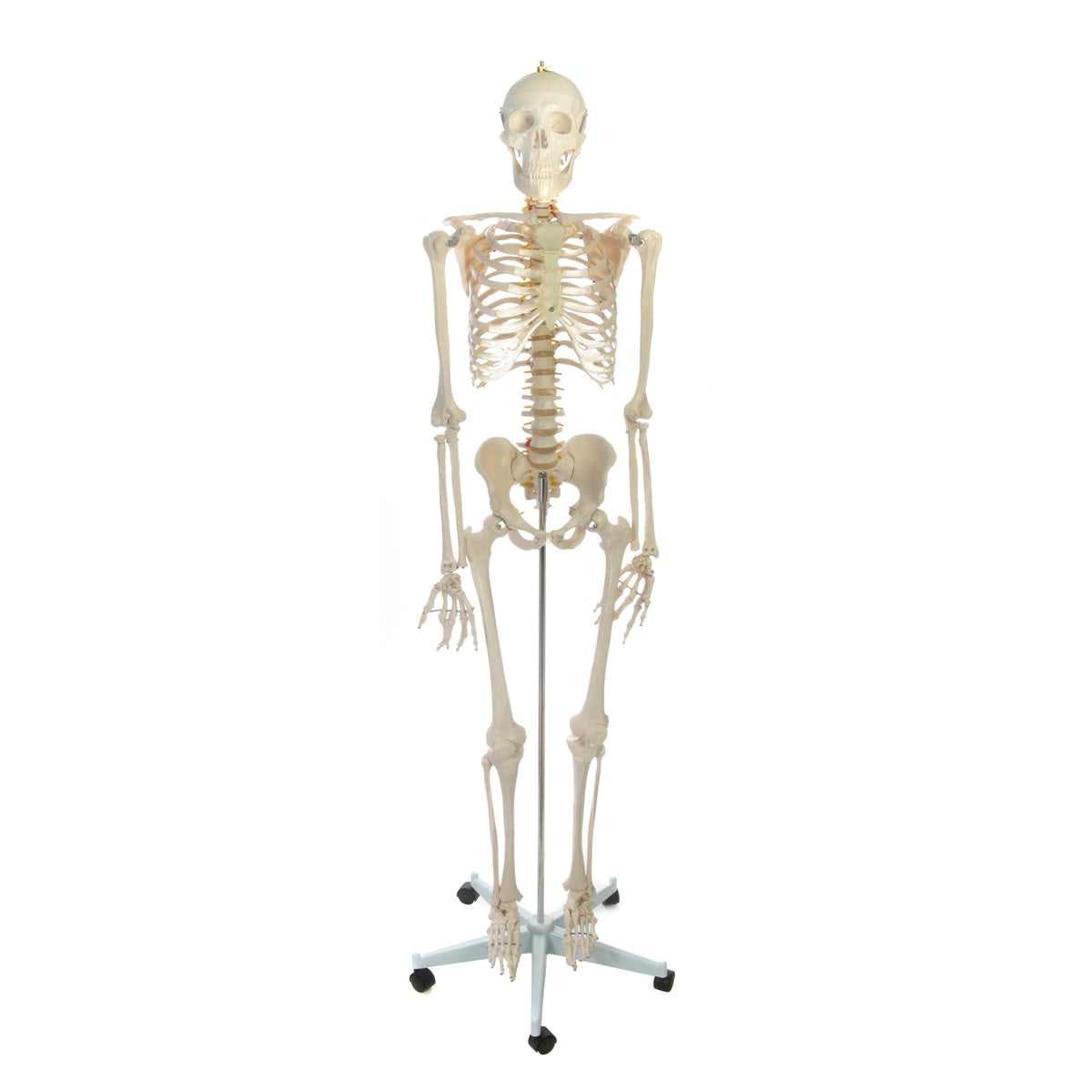 Human Skeleton Life-size Plastic 66in