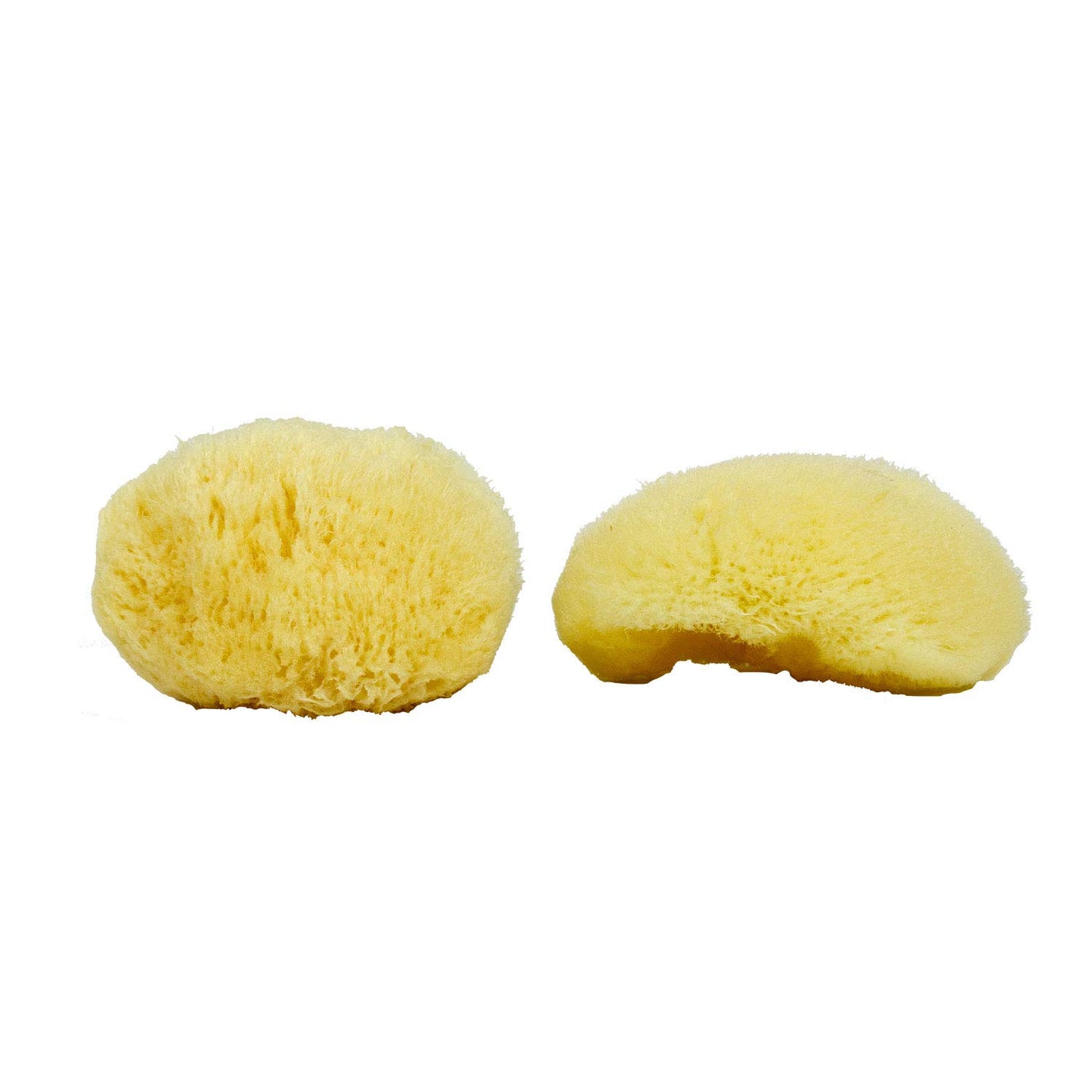 Neptune™ Sea Silk Sponges