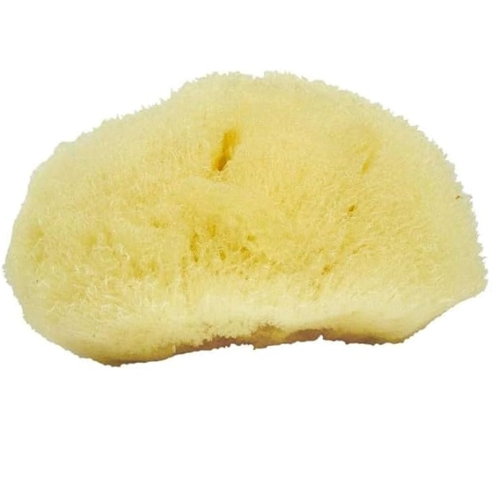 Neptune™ Sea Silk Sponges