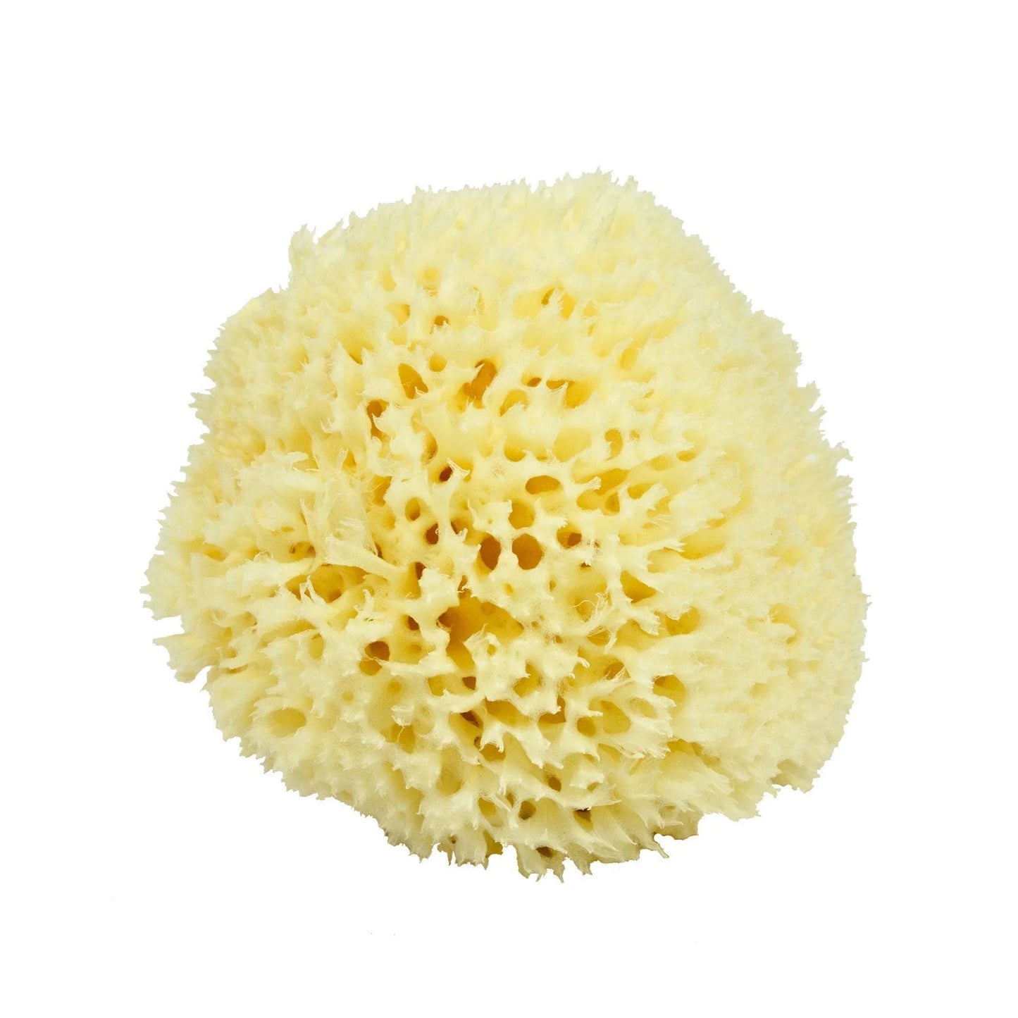 Neptune™ Wool Sea Sponges