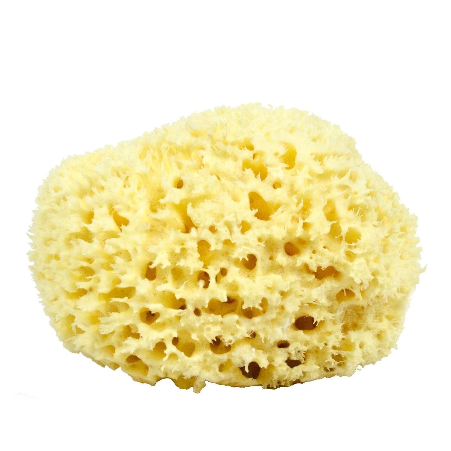 Neptune™ Wool Sea Sponges