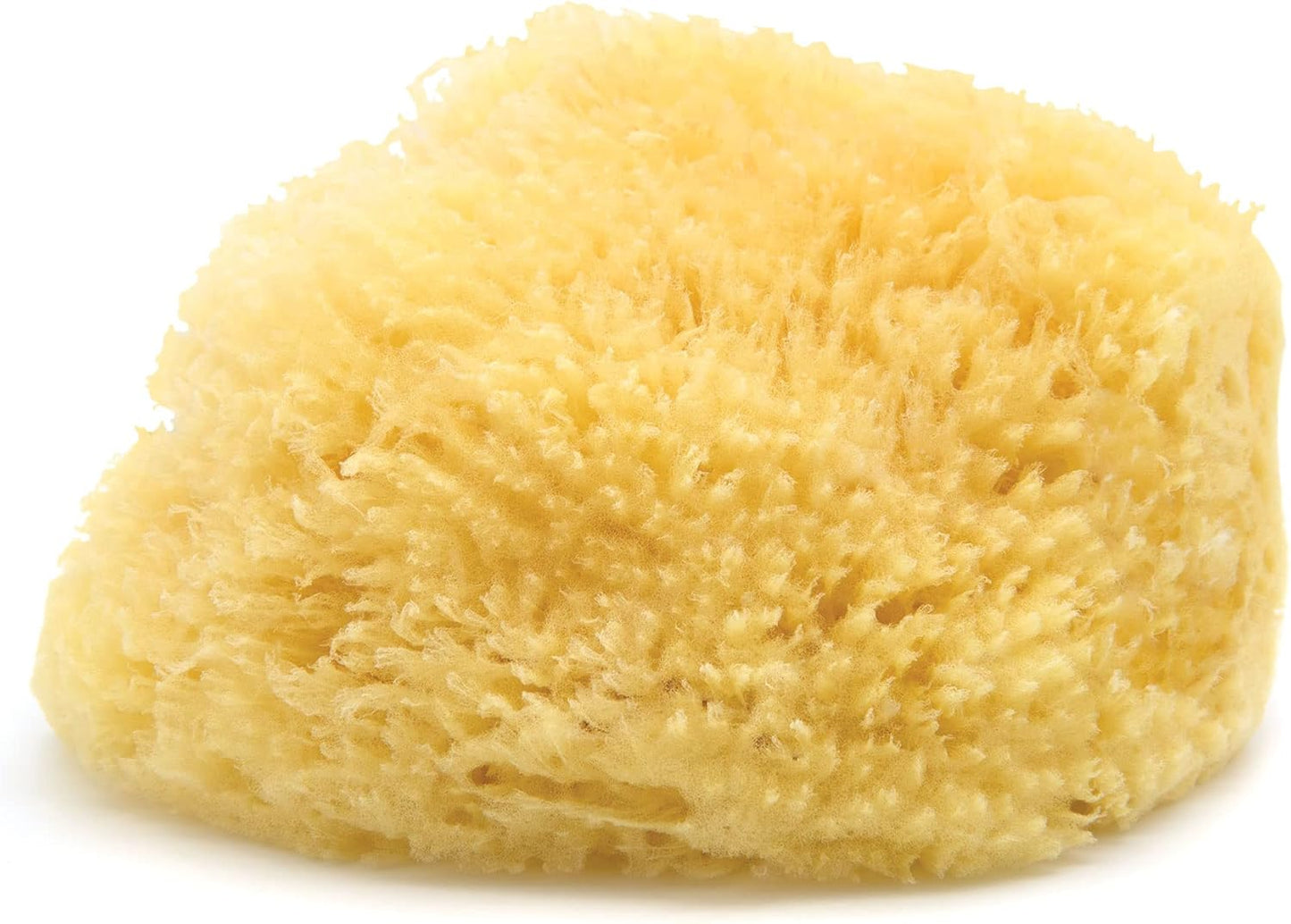 Neptune™ Wool Sea Sponges