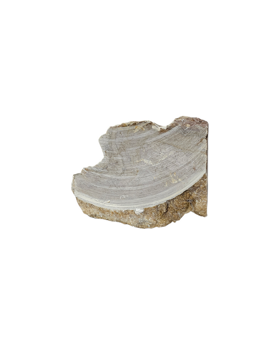 New Harvest Gold Alabaster 18lb NHG008