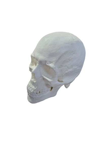 Human Skull: Antomical Resin Replica