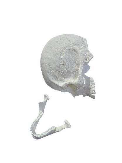 Human Skull: Antomical Resin Replica