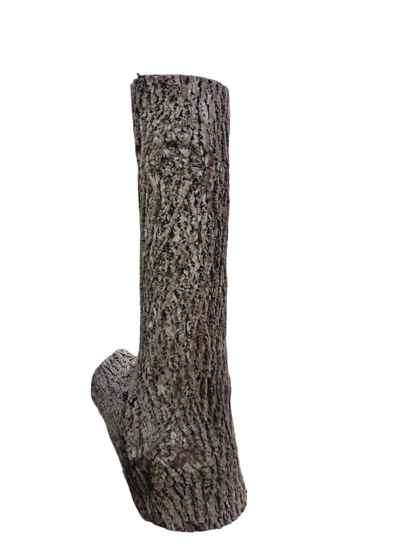 Black Walnut Log Full Bark 11Dx38H 74lbs