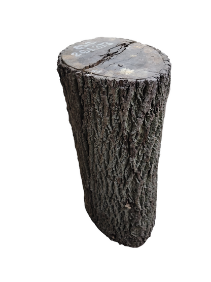 Black Walnut Log Full Bark 17Dx30H 111lbs