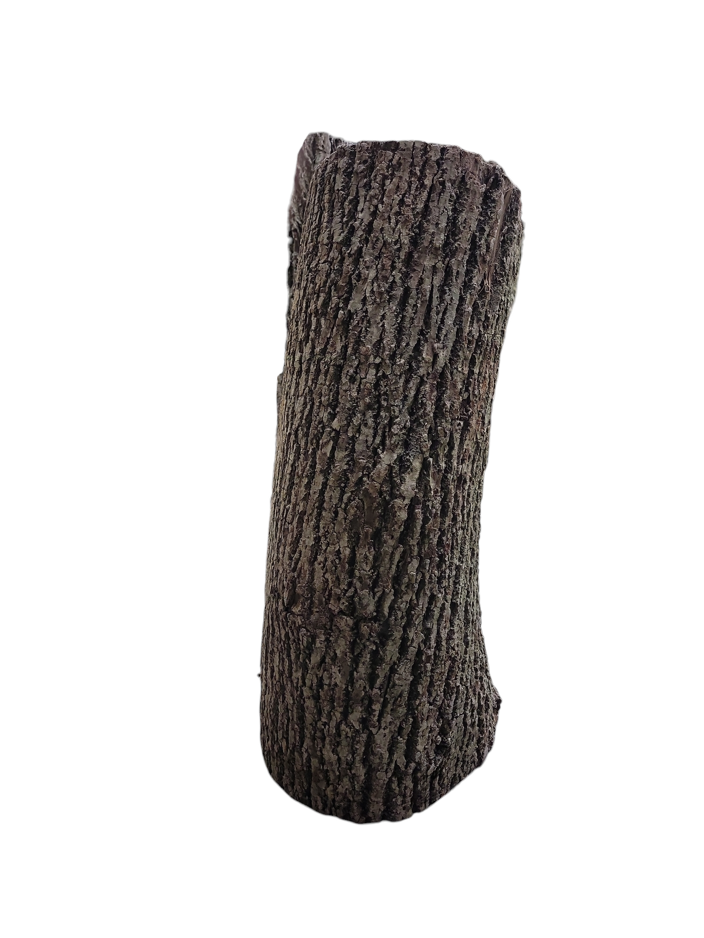 Black Walnut Log Full Bark 12Dx26H 53lbs