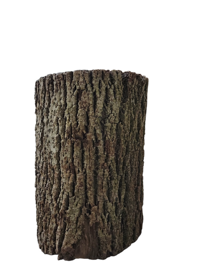 Black Walnut Log Full Bark 13Dx17H 39lbs