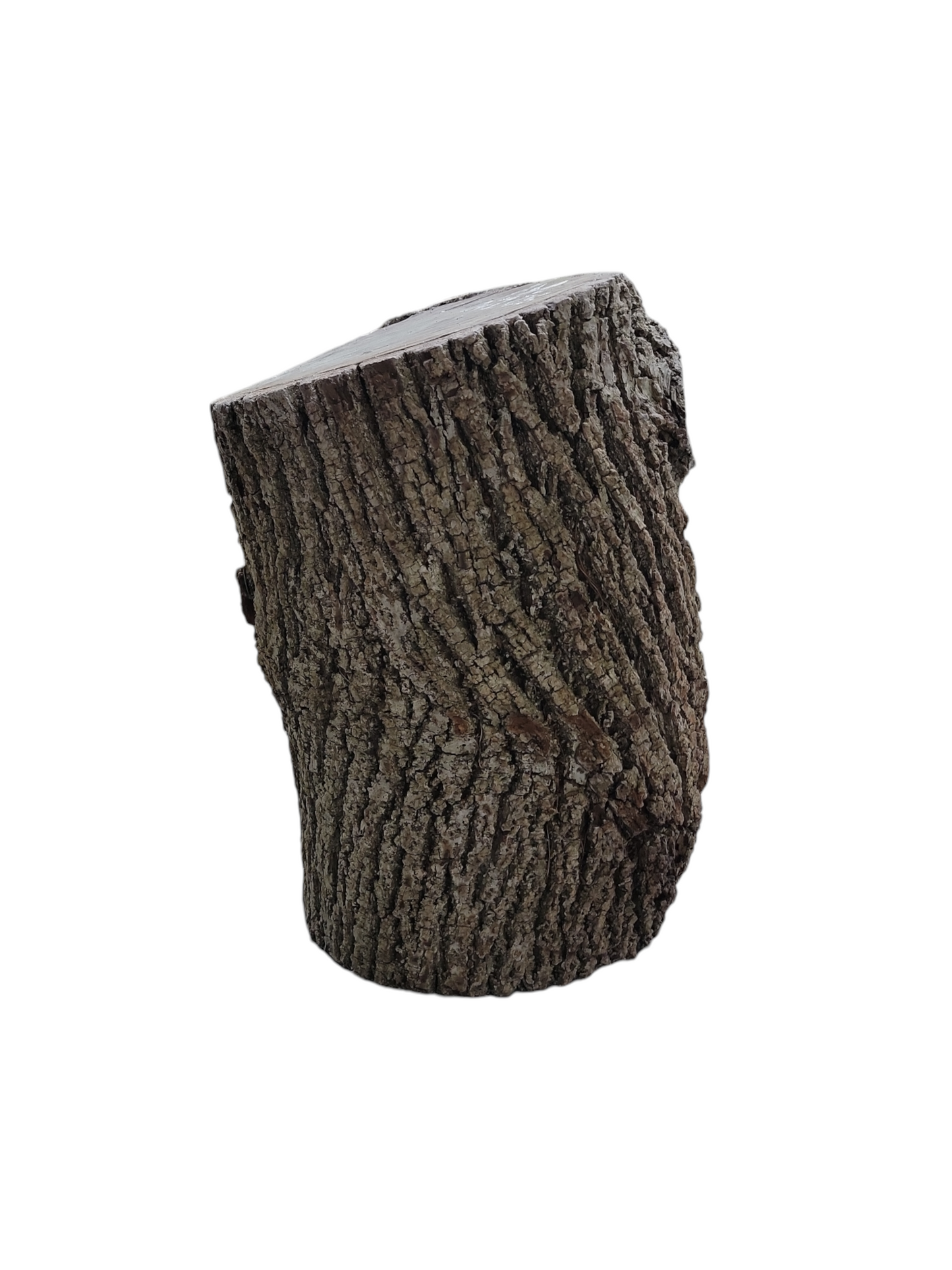 Black Walnut Log Full Bark 12Dx21H 63lbs