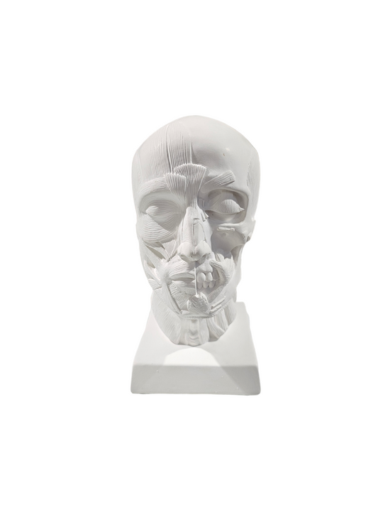 Goldfinger Anatomical Head Plaster