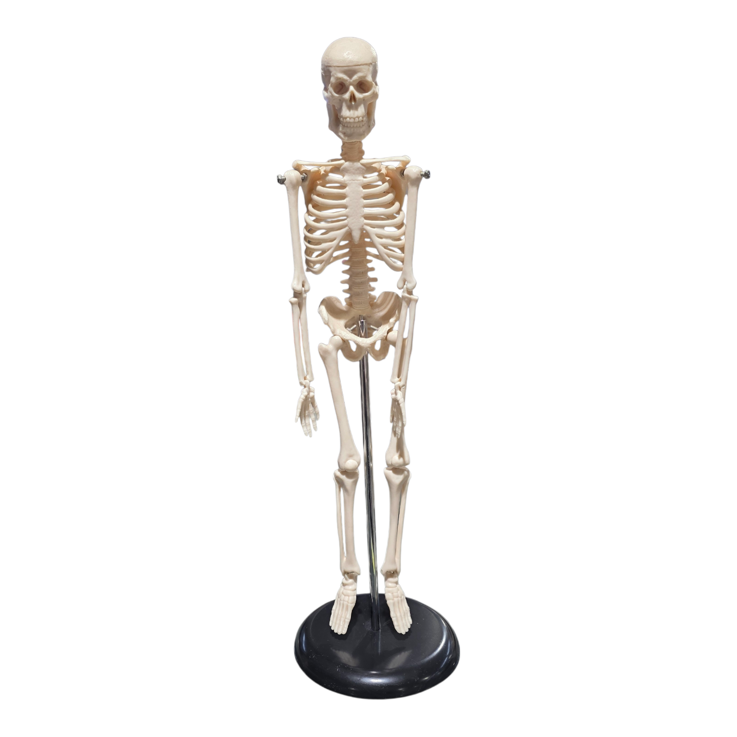 Excellent Skeleton Human Skeleton ~17