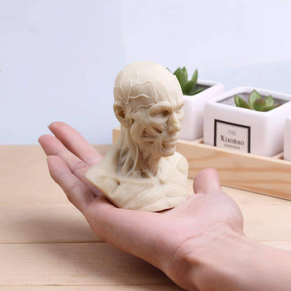 Anatomical Bust Male 4in