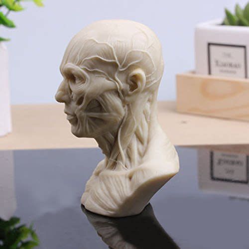 Anatomical Bust Male 4in