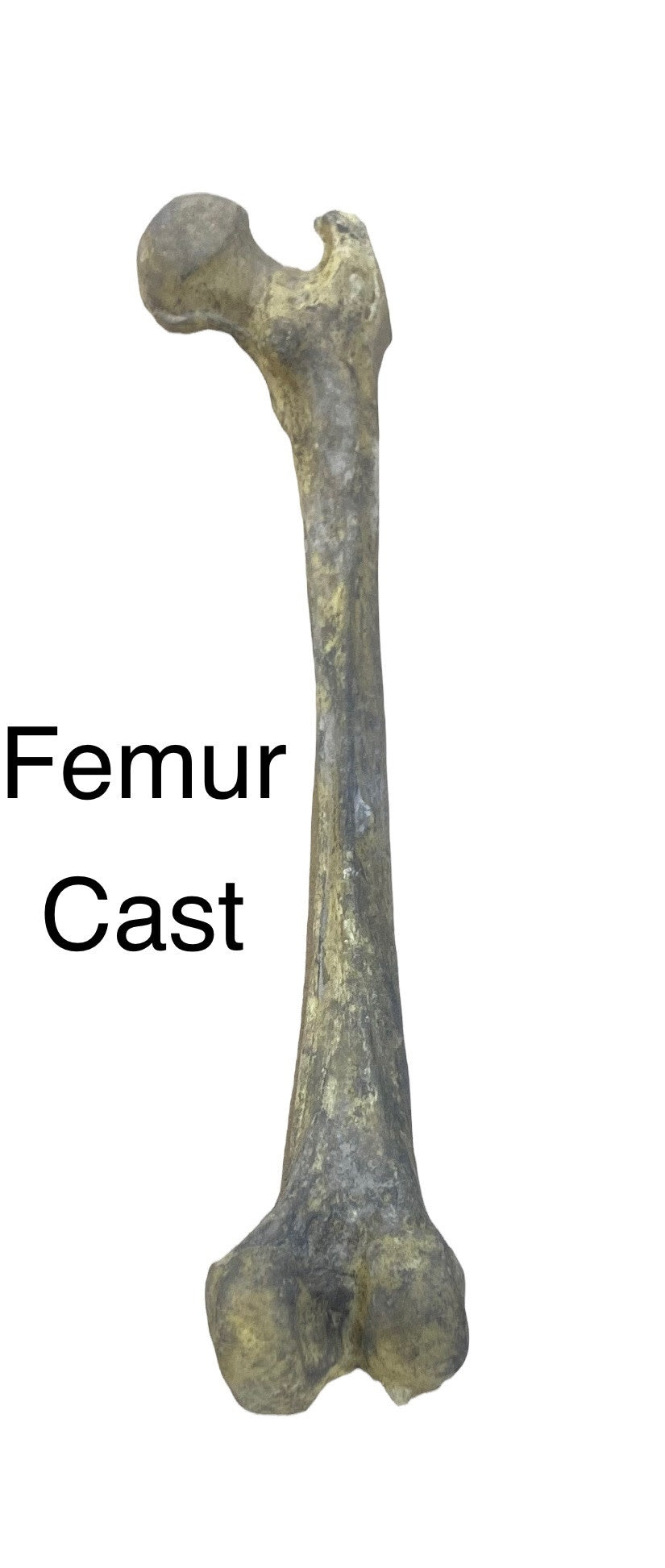 Femur Bone Replica Foam