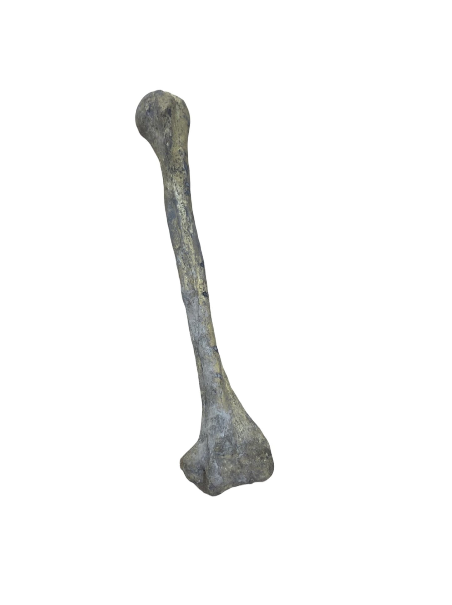 Tibia  Bone Replica Foam