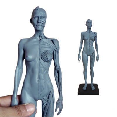 Ecorche Female Figure 12in