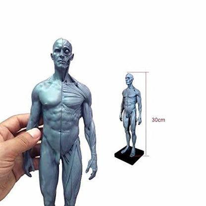 Ecorche Male Figure 12in