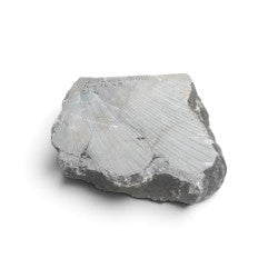 Italian Agate Alabaster 16x16x3 51lb 202606301001