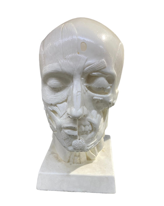 Goldfinger Anatomical Head White