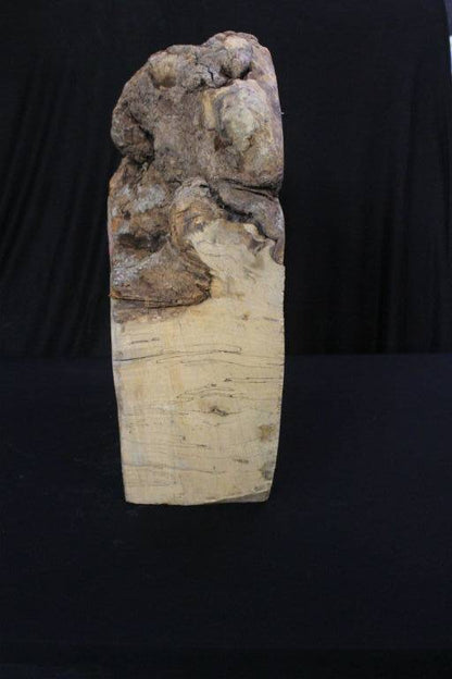 Spalted Maple Burl 18x20x7 #30016