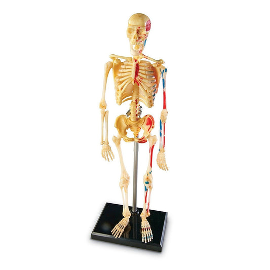 Modelo de anatomía del esqueleto