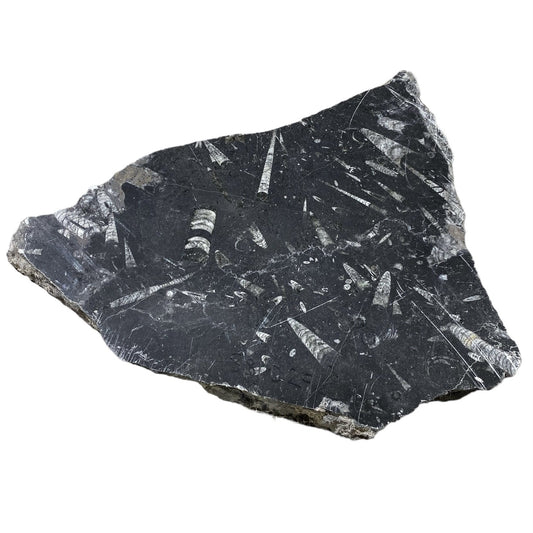 Piedra fósil de 9 libras 12x14 #381029