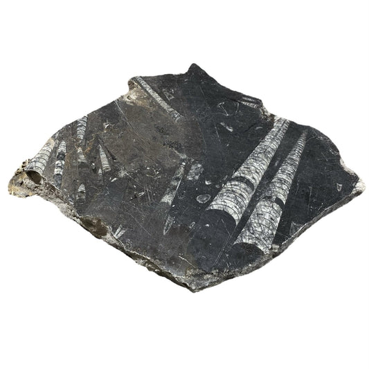 Piedra fósil de 5 libras 8x8 #381031