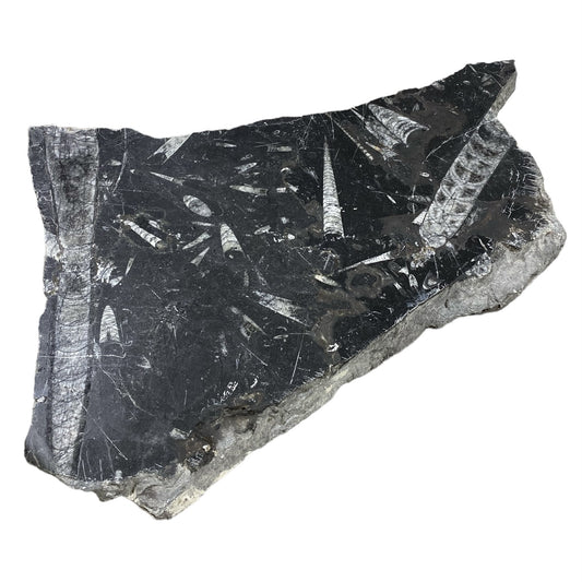 10lb Fossil Stone 10x15 #381032