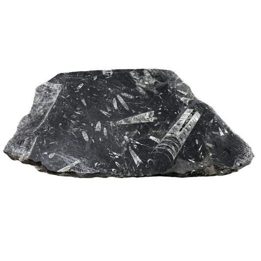 11lb Fossil Stone 11x17 #381034