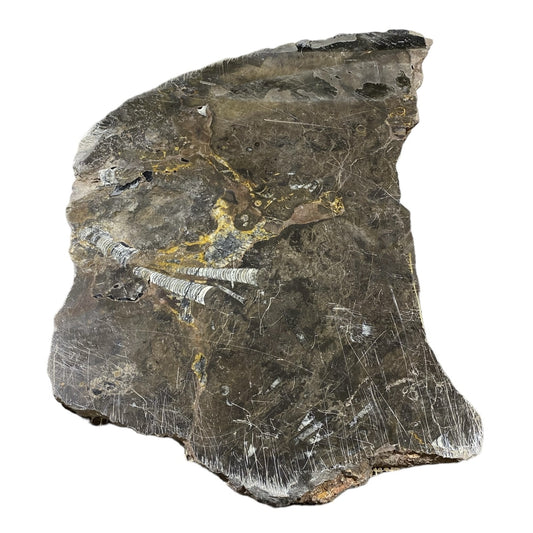 Piedra fósil de 23 libras 15x23 #381036
