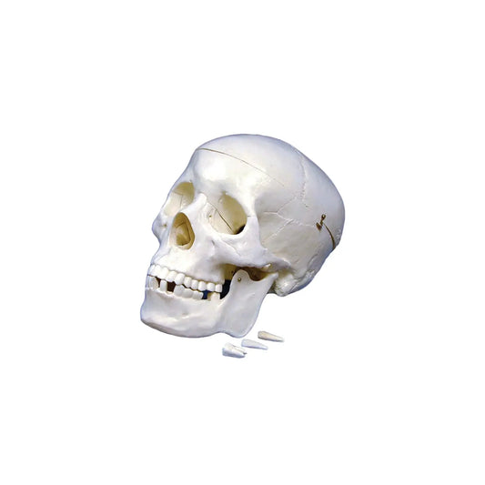 Cráneo humano de plástico de tamaño natural